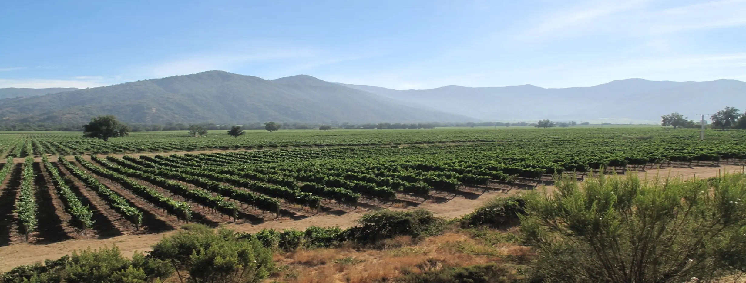 Image for Vineyard Bliss